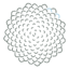 Conifer