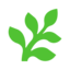 Fern